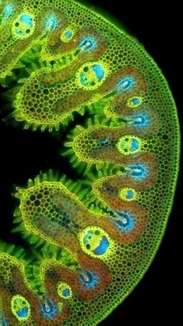 Under A Microscope, Yellow, Green, Blue