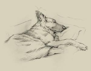 German Shepherd, Posters and Prints at Art.com Golden Retriever Drawing, Animal Sketches, Sleeping Dogs, Dog Drawing, Drawing Prints, Dog Art, Dog Days, Art Reproductions, Anime Chibi