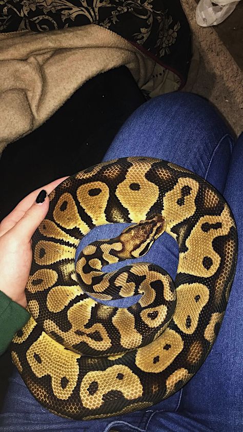 Yellow belly pastel ball python :)❤️ Super Pastel Ball Python, Ball Python Pastel, Pastel Ball Python, Snake Tank, Dream Pet, Ball Pythons, Cute Snake, Python Snake, Ball Python