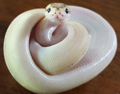 Baby Snakes, Pet Ball, Pretty Snakes, Animals Photography, Corn Snake, Cute Reptiles, Cute Snake, Reptile Snakes, Pet Snake