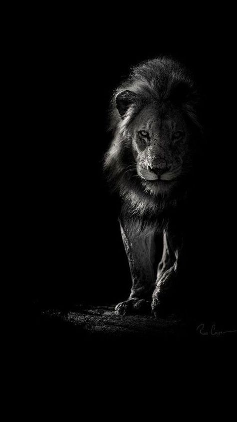 Animal Photography Dogs, Animal Photography Wildlife, Lion Portrait, I Am Tired, Am Tired, Photography Wildlife, Lion Images, Black Lion, My Strength