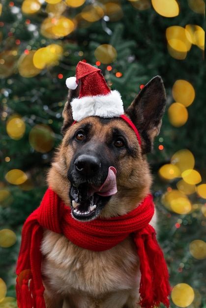 German Shepherd Christmas Wallpaper, Cute Christmas Photos, Dog Pfps, Dog Birthday Photoshoot, Dogs In Clothes, Christmas Dog Photography, Dog Christmas Outfit, Christmas German Shepherd, Christmas Pet Photos