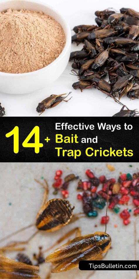 Discover how to use an insect trap as a form of cricket pest control. It’s easy to make a homemade cricket trap to capture spider crickets, camel crickets, or house crickets. Bottle traps or glue traps are safe alternatives to insecticides. #cricket #traps Cricket Repellent Diy, Cricket Trap, Ant Killer Recipe, Nitrogen Fixing Plants, Mole Cricket, Diy Bug Spray, Diy Glue, Glue Traps, Ant Killer