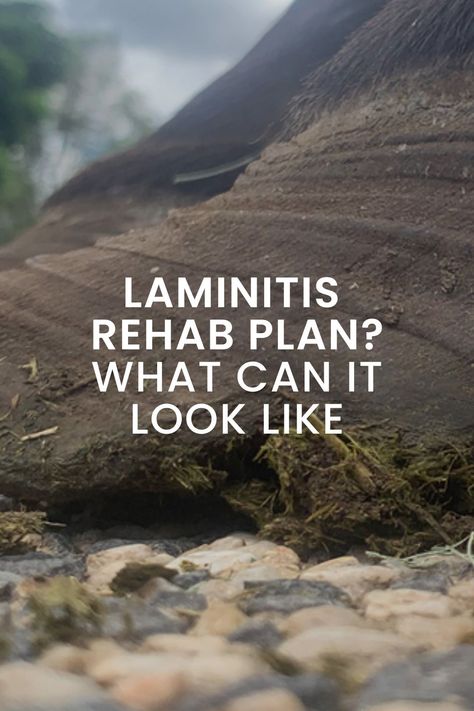 lamintis recovery plan for horses Hoof Care, Initial Sign, Horse Owner, Horse Barn, Horse Pictures, Horses, How To Plan, Signs