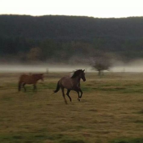 Horse Riding Aesthetic, Horse Running, Horses Running, Horse Aesthetic, Cute Horses, Horse Life, Pretty Horses, Horse Love, Dark Horse