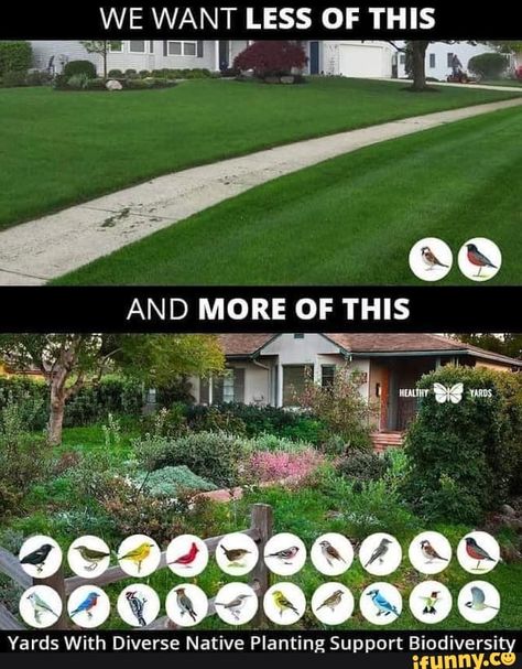 Lawn Alternatives, School Garden, Eco Living, Eco Friendly House, Green Life, Garden Gates, Summer Garden, Permaculture, Native Plants