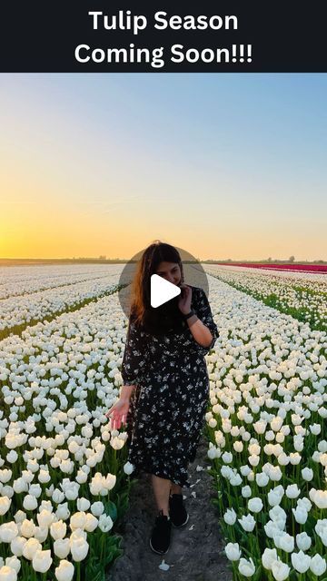 Megha Doshi on Instagram: "How To Plan Your Europe Trip To See Tulips🌷 ⠀✨✨ 🌷Save this reel ✨✨ 🌷 Best view of Tulips can be enjoyed in Netherlands 🌷Closest airport is Schiphol, Amsterdam for a visit to Netherlands 🌷Tulip Season Starts From 21st, March Until 12th, May In Netherlands 🇳🇱 🌷Best time to see fully bloomed tulips is mid of April 🌷Keukenhof : Most Visited Tulip Garden In Netherlands, touristic but still worth it for every first time visitors 🌷Tulip fields shown in this reel is private field, but there are many tourists friendly tulip fields as well where you can get closer to sea of tulip flowers and admire the landscape by paying a little fees, such as The Tulip Barn, De Tulperij, Tulip Store Show Garden, Annemieke’s Picking Garden, Pluktuin Noordwijkerhout etc. 🌷Enjoy Bloomed Tulips, Picking Garden, Tulip Garden Netherlands, Amsterdam Tulip Fields, Tulip Season Netherlands, Netherland Tulip Fields, Tulip Field Amsterdam, Tulip Season, Tulip Garden