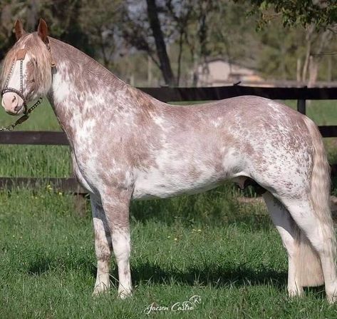 Sabino Horse, Rare Horse Colors, Coat Ideas, Percheron Horses, Funny Horse Videos, Horse Coat Colors, Horse Riding Quotes, Rare Horses, Gorgeous Horses