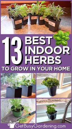 Herbs To Grow Indoors, Best Herbs To Grow, Herbs To Grow, Growing Herbs Indoors, Indoor Vegetables, Indoor Herb, نباتات منزلية, Indoor Vegetable Gardening, Indoor Herb Garden