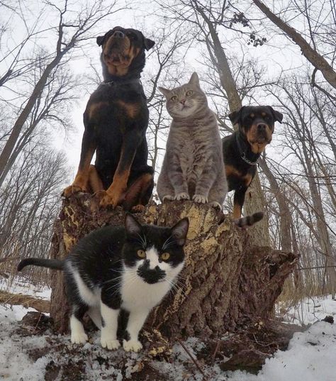 Animals That Look Like They’re About To Drop The Hottest Albums Ever Greatest Album Covers, Cat Selfie, Great Albums, Cat Wallpaper, Funny Animal Pictures, Animal Photo, 귀여운 동물, Cat Photo, Animals Friends