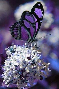 purple flower with butterfly Butterfly Photos, Soyut Sanat Tabloları, Beautiful Bugs, Butterfly Pictures, All Things Purple, Purple Butterfly, Butterfly Wallpaper, Butterfly Garden, Butterfly Flowers