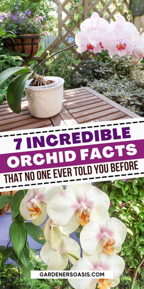 These tips for growing orchids in pots are awesome! All the Phalaenopsis orchid care secrets you need to know even if you're a beginner. Caring For Orchids, Orchid Propagation, Phalaenopsis Orchid Care, Orchids In Water, Repotting Orchids, Indoor Orchids, Orchid Fertilizer, Orchid Plant Care, Orchid Roots