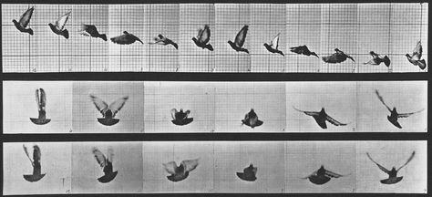 The photos that revolutionized how we understand motion Principles Of Animation, Eadweard Muybridge, History Of Photography, School Photography, Bird Art Print, Photography Lessons, Animation Reference, National Gallery Of Art, Animation Design