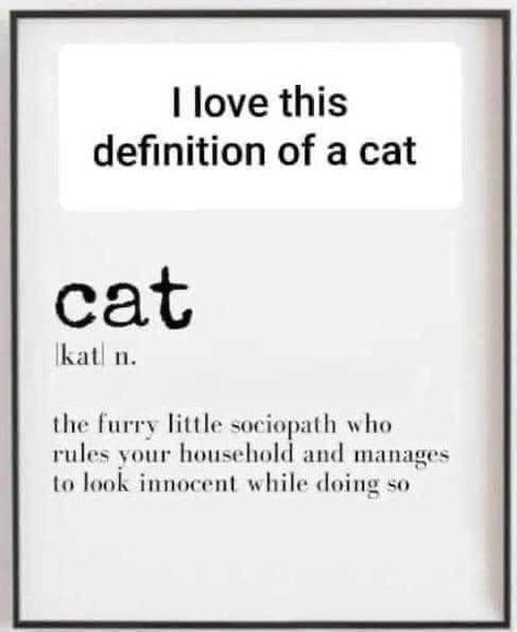 Cat Knowledge, Cat Sayings, Cute Cat Quotes, Katt Grejer, Cute Animal Quotes, Cat Quotes Funny, Awesome Animals, Cat Facts, Cat Quotes