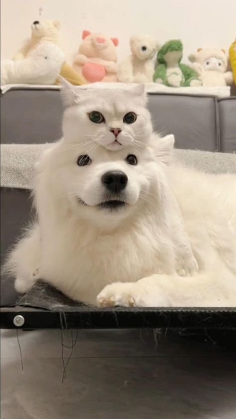 They are so cute together in 2022 | Funny animals, Cute dogs, Cute animals Exotic Mammals, Dogs Cute, Animals Friendship, Animals Cute, White Cats, Fluffy Animals, Cute Cats And Dogs, Cats And Dogs, Beautiful Cat