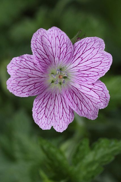 Pretty Purple Geranium Geranium Purple, Wild Geranium, Flowers Petals, Unusual Flowers, Flowers Nature, Exotic Flowers, Flower Beauty, Flower Boxes, Flower Photos