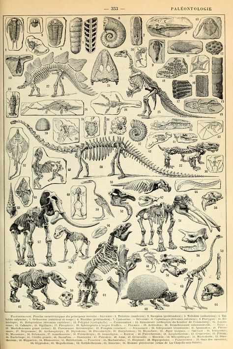 Skeleton print antique book plate print science poster wall art decor education poster paleontology print school room decor anatomy animals https://etsy.me/3J7i8Fi #unframed #bedroom #animal #vertical #skeletonprint #anatomy #animalsprint #antiquebookplate #sciencepost Animal Skeleton, French Illustration, Dinosaur Posters, Animal Skeletons, Dinosaur Skeleton, Country Cottage Decor, Prehistoric Art, Dinosaur Wall, Skeleton Print