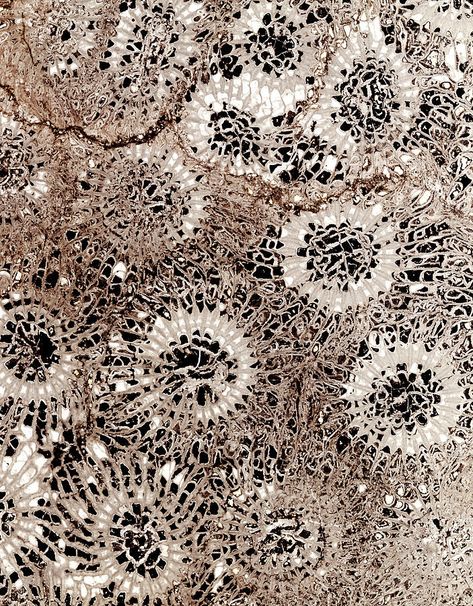 Marine Organism, Fossilized Coral, Science Photos, Natural Art, Fossil Coral, Cross Section, Nature Wall, Nature Wall Art, Photo Library