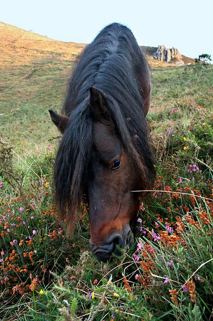 Asturcón / Asturian horse by Diego J. Álvarez, via Flickr Asturian, Blue Roan, Northern Spain, Horse World, Wolf Girl, Dressage, Ponies, Horses, Animals