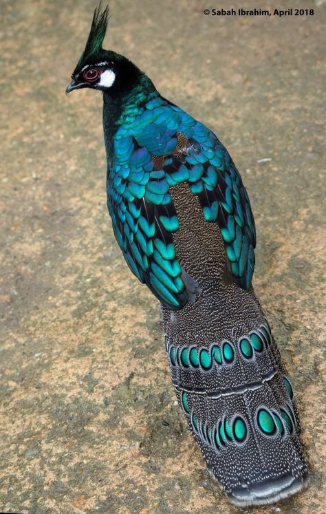 Peacock Pheasant, Most Beautiful Birds, Kinds Of Birds, Rare Birds, Rare Animals, Airbrush Art, Pretty Animals, Nature Birds, Palawan