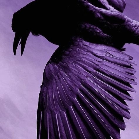 Raven Queen Ever After High, Ever After High Aesthetic, Violet Aesthetic, High Aesthetic, Purple Bird, Catty Noir, Queen Aesthetic, Raven Queen, Dark Purple Aesthetic