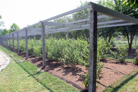 This is my new netted blueberry pergola.  I'll show you how it was constructed. Blueberry Gardening, Berry Garden, Blueberry Farm, Vertical Vegetable Garden, Garden Netting, Potager Garden, Vegetable Gardens, Veg Garden, Greenhouse Gardening