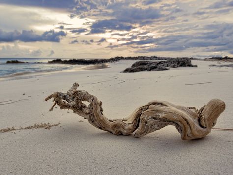 Driftwood Drawing, Beach Footprints, Tree Reference, Natural Wood Art, Nature Forms, Trees Artwork, Beach Tree, Footprints In The Sand, Cat Island