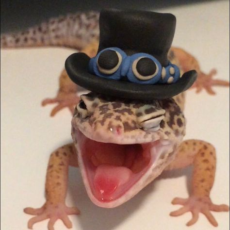 Sabo 2 Leopard Gecko Funny, Leopard Gecko Cute, Leopard Gecko Habitat, Cute Gecko, Cute Lizard, Leopard Geckos, Cute Reptiles, Leopard Gecko, Reptiles Pet