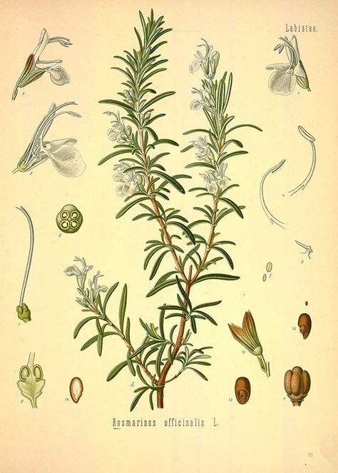 Rosemary - botanical plant illustration - Royalty free from plantcurator.com Illustration Botanique Vintage, Rosemary Plant, Illustration Botanique, Botanical Art Prints, Botanical Artwork, Vintage Botanical Prints, Plant Drawing, Scientific Illustration, Garden Wall Art