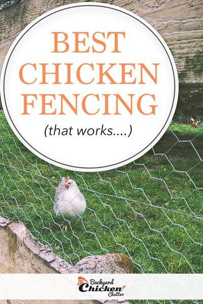 Are you looking for the best Chicken Fencing Ideas?! These fences are perfect for your backyard! #ChickenFencing #ChickenWireFence #RaisingChickensForBeginners Chicken Fencing, Coop Run, Chicken Wire Fence, Cheap Chicken Coops, Chicken Fence, Backyard Coop, Electric Fencing, Chicken Roost, Chicken Pen