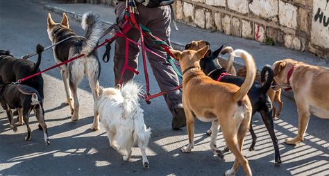 Leader of the Pack: Important Tips on Walking Multiple Dogs http://www.wideopenpets.com/leader-of-the-pack-tips-on-walking-multiple-dogs/ Lots Of Dogs, Going On Walks, Clark Howard, Athletic Dogs, Leader Of The Pack, Simple Activities, Multiple Dogs, Pack Leader, Daily Exercise Routines