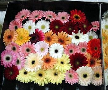 The Transvaal Daisy has a large 3-5 inches wide bloom on leafless stems. Available year round, you can get these flowers in many different colors. Transvaal Daisy, Barberton Daisy, Calyx Flowers, Daisy Crafts, Gerbera Wedding, Gerbera Jamesonii, Wilbur Smith, White Princess Dress, Special Flowers