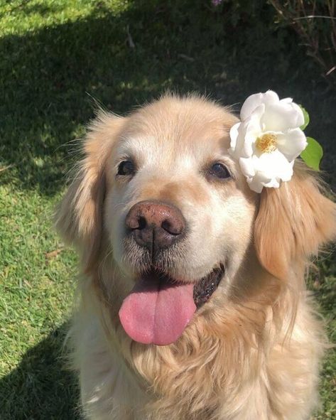 Golden Retriever Profile Picture, Dog Profile Pictures Aesthetic, Coquette Golden Retriever, Dog Pfp Cute, Cute Puppies Images, Cute Dog Wallpaper, Very Cute Puppies, Puppy Images, Cute Small Animals