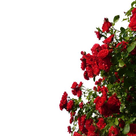 Red Flower Background, Red Roses Garden, Clip Art Library, Transparent Flowers, Rose Images, Flower Background, Rose Bush, Rose Photos, Climbing Roses