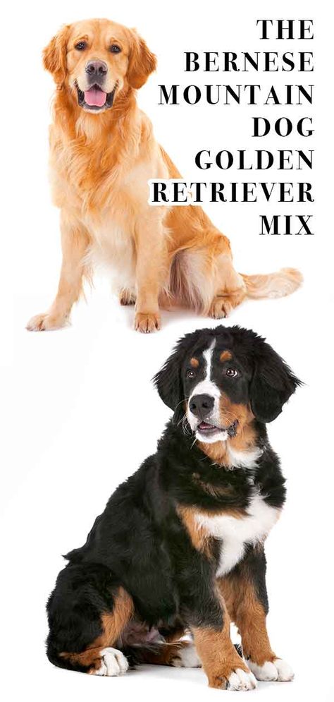 bernese mountain dog golden retriever mix Bernese Mountain Dog Golden Retriever, Golden Mountain Dog, Bernese Mountain Dog Mix, Burmese Mountain Dogs, Names Dog, Dog Golden Retriever, Puppies Pictures, Images Cartoon, Bernese Mountain Dog Puppy