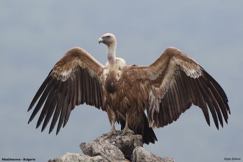 Vulture Wallpaper, Vultures Aesthetic, Griffon Vulture Drawing, Vulture Aesthetics, Vulture Skull, Desert Vulture, Marvel Vulture, Vulture Illustration, African Vultures