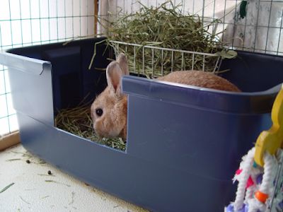 Ten Most Useful And Easy Life Hacks For Every Rabbit Owner Litter Training Rabbits, Raising Bunnies, Bunny Pet, Rabbit Meat, Rabbit Stuff, Rabbit Enclosure, Rabbit Habitat, Rabbit Litter, Rabbit Litter Box