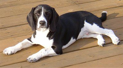 I like this beagle's colors! I have never seen a black and white one before! Black Beagle, Black And White Beagle, Beagle Colors, White Beagle, Beagle Hound, Beagle Dogs, Hound Dogs, Beagle Mix, Breed Dogs