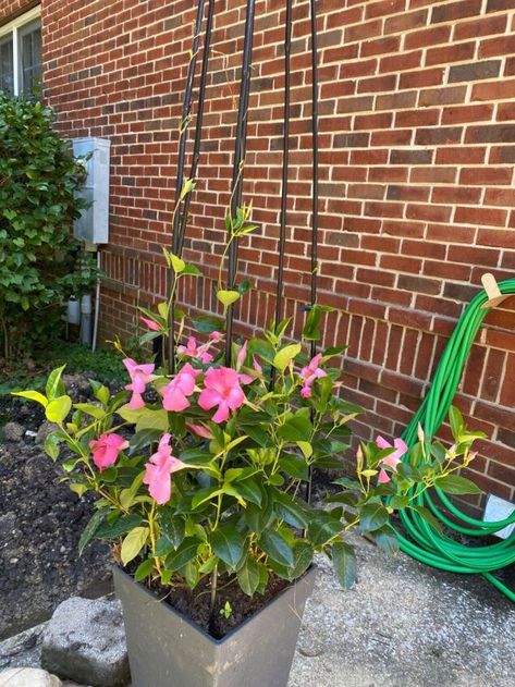 Flower Pot Trellis, Mandevilla Trellis, Homemade Trellis, Mandevilla Plant, Potted Plant Trellis, Pot Trellis, Mandevilla Vine, Simple Trellis, Pool Plants