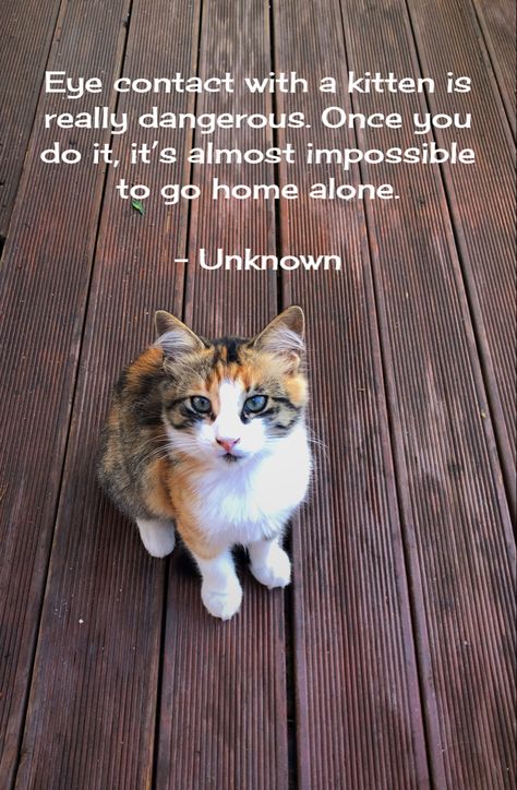 Cute Cat Quotes, Animals Are Better Than People, Cats Pics, Rescue Kittens, Love Poems For Him, Good Morning Funny Pictures, Animal Humour, Poems For Him, Calico Cats