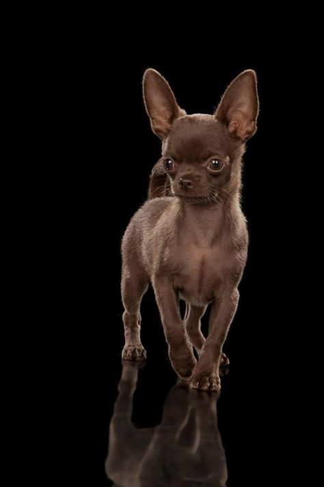 Beautiful Chocolate Chihuahua Psy Chihuahua, Bulldog Francese, Cute Chihuahua, Chihuahua Love, Chihuahua Puppies, Chihuahua Dogs, Labradoodle, Little Dogs, Beautiful Dogs