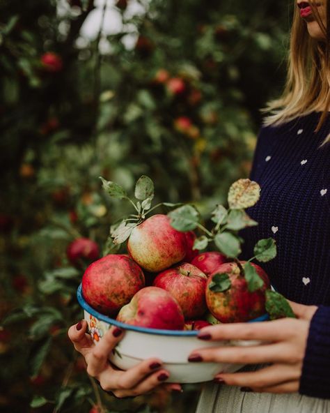 Food photography Best Apple Cider, Apple Garden, Apple Cider Recipe, Cider House, Cider Recipe, Apple Farm, Fall Apples, Apple Harvest, Apple Orchard