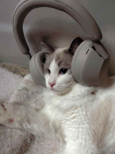 Wearing Headphones, Sony Headphones, A Cat, Cute Cats, Headphones