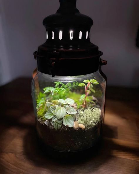 Lantern Terrarium, Make A Terrarium, Plant Business, Diy Lantern, Diy Lanterns, Aesthetic Collage, Potting Soil, Art Display, How To Build