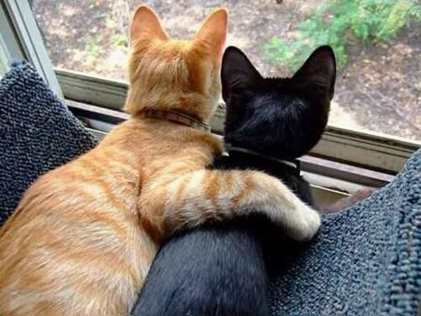 Best Friends Who Are Planning Their Lives Together Söt Katt, Two Cats, Cutest Animals, Looking Out The Window, Cute Kittens, Sweet Animals, Cats Meow, Funny Animal, Beautiful Cats