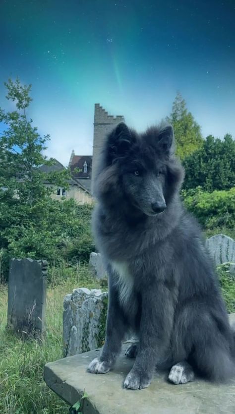 American Blue Bay Shepherd, Blue Ray Shepard Dog, Black Shepherd Dog, Blue Bay Shepherd Puppies, Blue Wolf Dog, Blue German Shepherd Puppies, Blue Shepherd, Blue Bay Shepherd, Shiloh Shepherd Dog