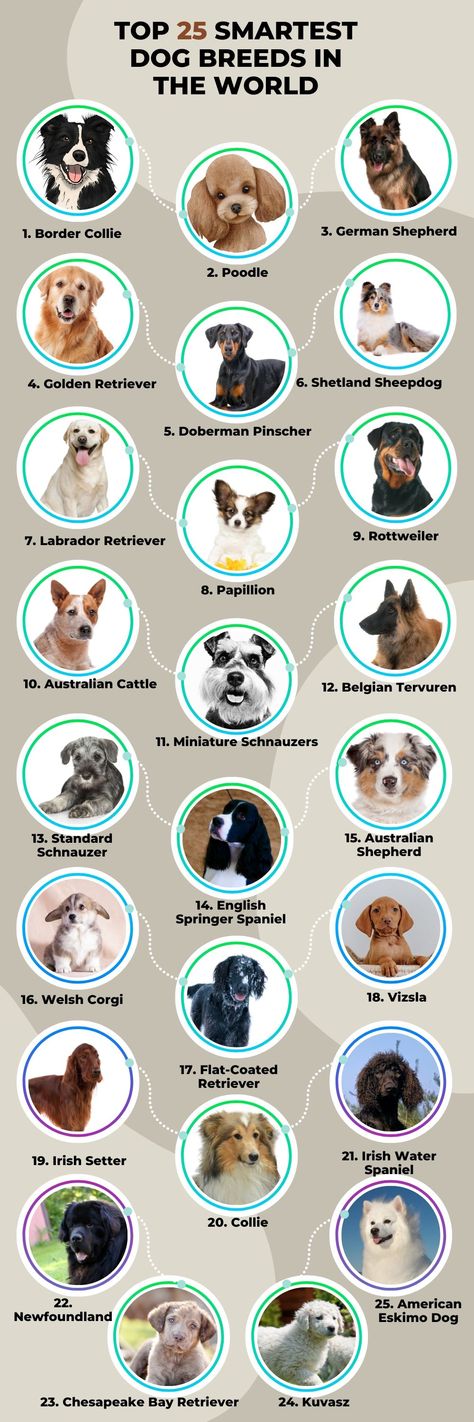 Smart Dog breeds, Intelligent Dog breeds, Dog breeds, English Dog Breeds, Rare Dog Breeds, Dogs Fun Facts About Dogs, Smartest Dog Breeds, Dog Remedies, Dog Breeds List, Animal Humour, Dog Grooming Tips, Helpful Things, Dog Language, Dog Books