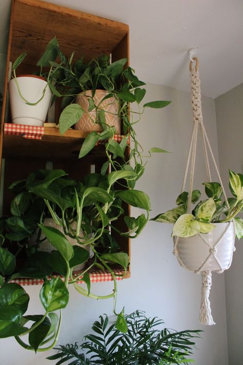 Global Green Pothos, Manjula Pothos, Plant Setup, Cebu Blue, Satin Pothos, Plant Hanging, Plants Are Friends, Pothos Plant, House Plants Decor