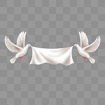 two,hold,shadow,effect,banner,pigeon,peace dove,peace day,peace,world peace,white,hand painted,real,realistic Pigeon Clipart, Shadow Png, Dove Peace, Peace Painting, Peace Day, Peace Design, Wedding Background Images, Shadow Effect, Photo Collage Design