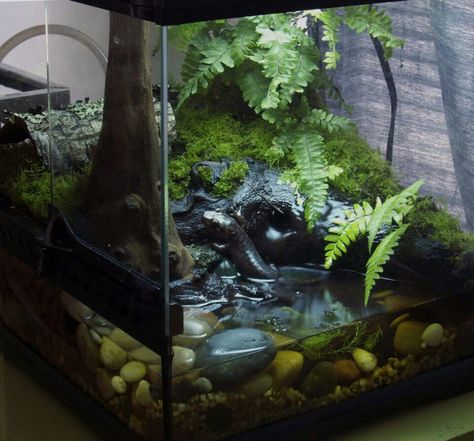 Salamander Tank, Tree Frog Terrarium, Bioactive Terrarium, Terrarium Inspiration, Bioactive Vivarium, Tiger Salamander, Giant Salamander, Water Terrarium, Frog Terrarium